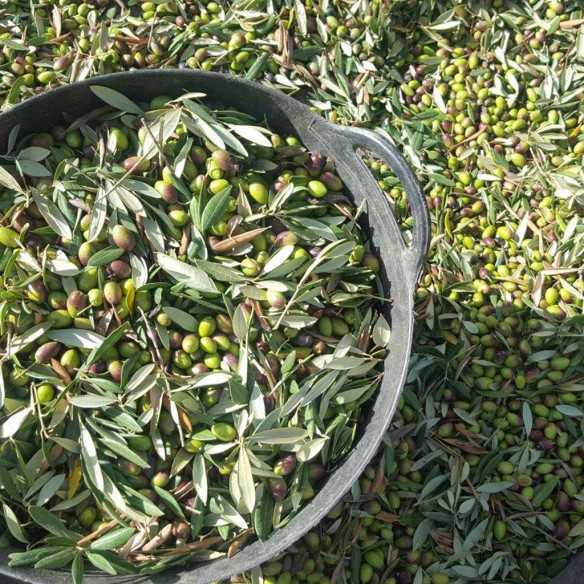 Oliwa z oliwek Knolive Epicure 500 ml - Oliwa z oliwek - Knolive