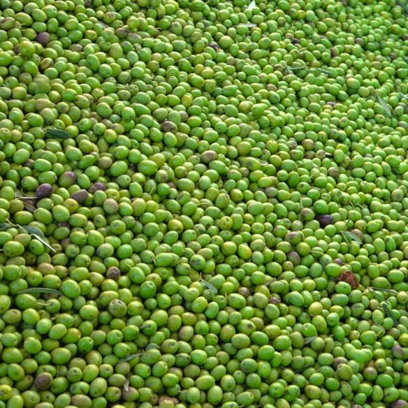 Huile d’Olive Almaoliva Arbequino 500ml - Huile d'olive extra vierge - Almazaras de la Subbetica