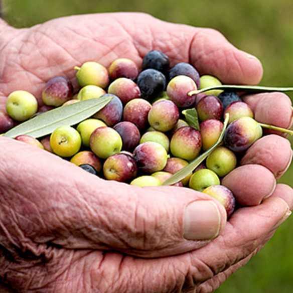 Organiczna oliwa z oliwek Alhema de Queiles 1-litrowy kanister - Organiczna oliwa z oliwek - Hacienda Queiles