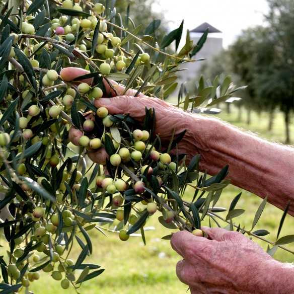 Organic Olive Oil Alhema de Queiles 1 Liter Canister - Organic olive oil - Hacienda Queiles