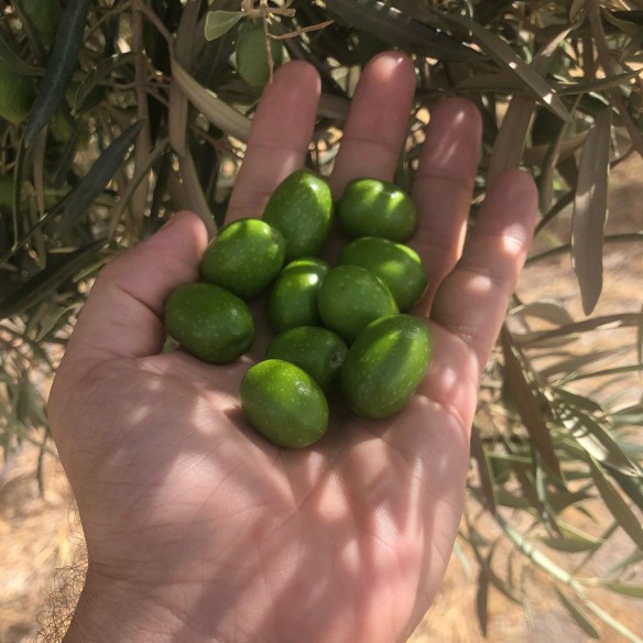 Bio-Olivenöl Oro del Desierto Hojiblanca 1 Liter Kanister - Bio Olivenöl - Oro del Desierto