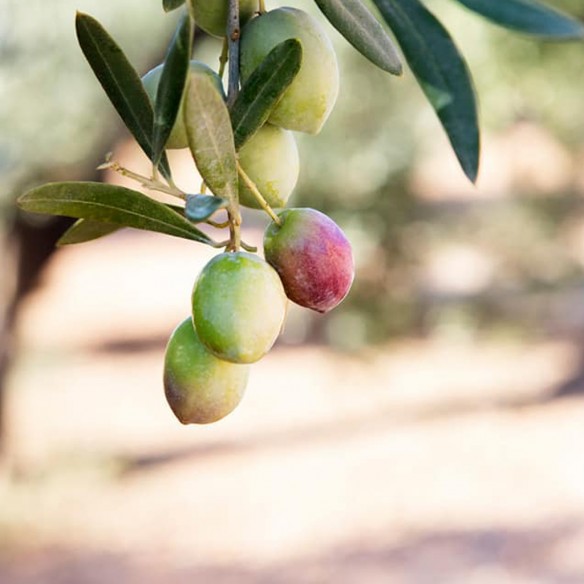 Nagroda Feinschmecker Olio Award 2024 dla najlepszych olejków - Organiczna oliwa z oliwek -