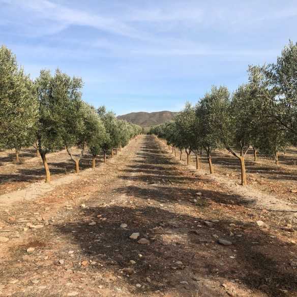 Aceite de Oliva Ecológico Oro del Desierto Arbequina lata de 1 litros - Aceite Bio - Oro del Desierto