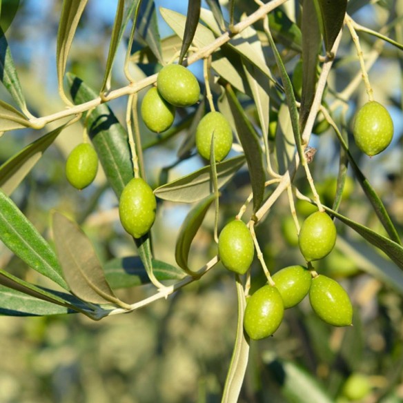 Olive Oil Parqueoliva DOP Priego de Córdoba 3 L - Olive oil - Almazaras de la Subbetica