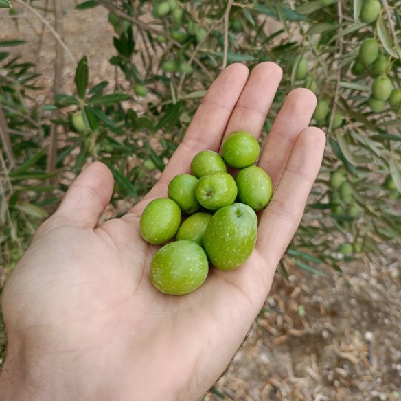 Oliwa z oliwek O-Med Arbequina Puszka 1 litrów - Oliwa z oliwek - O-Med