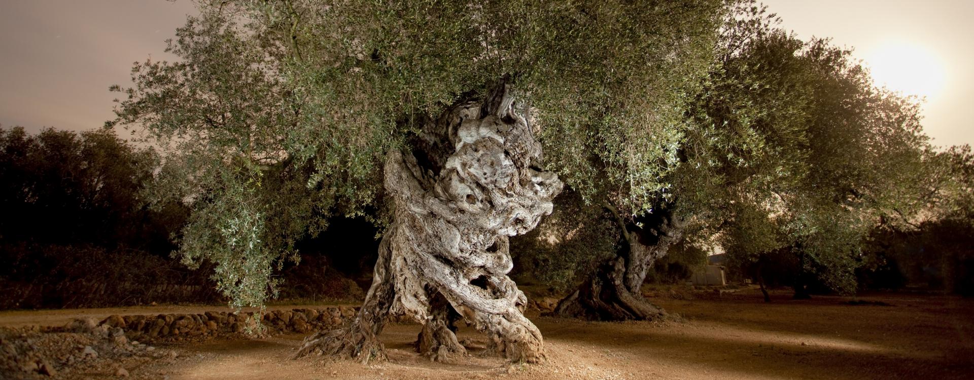 ancient olive tree in Spain