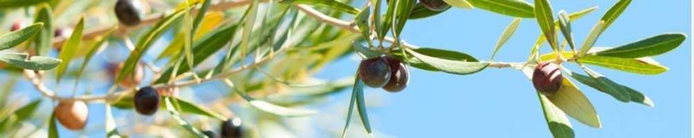 Aceite de oliva de edición limitada, ¡aceites españoles directamente desde España!