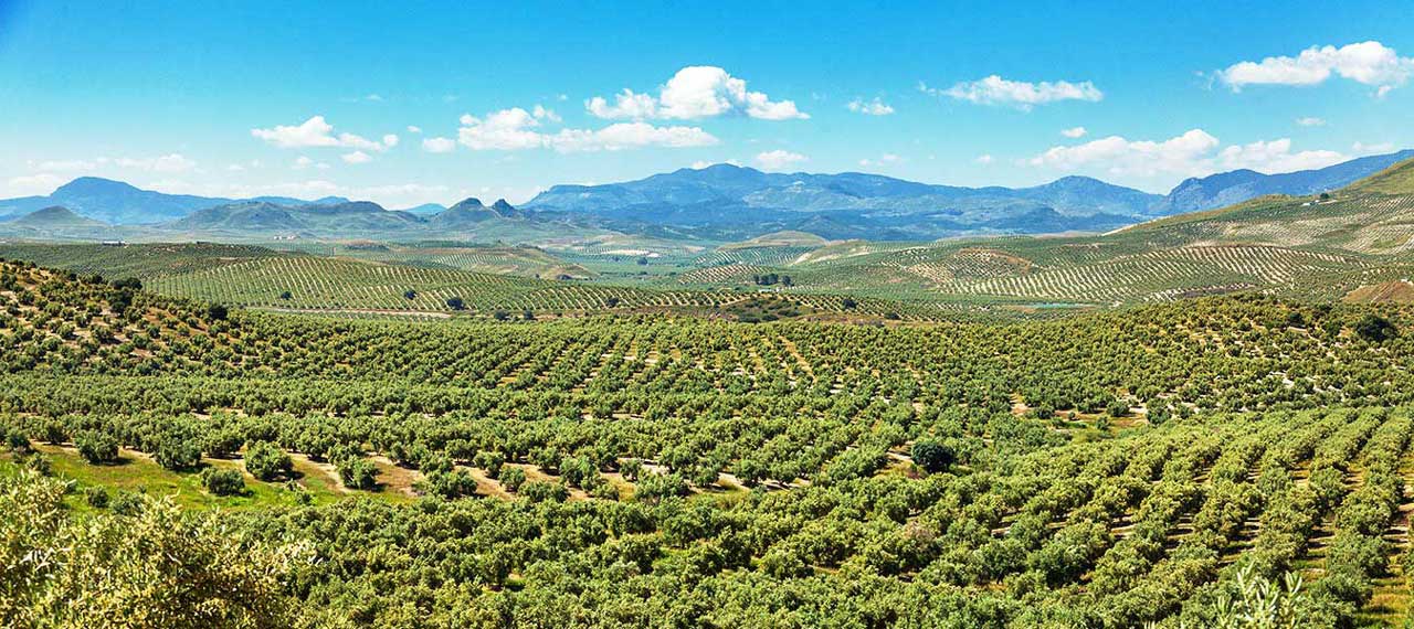 Zrównoważona uprawa oliwek w Castillo de Canena, której efektem jest jedna z najlepszych oliw z oliwek.