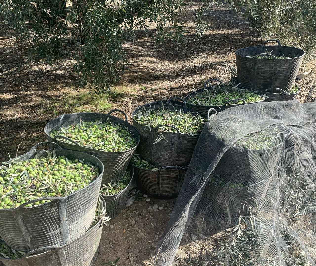 Hispasur olive harvest