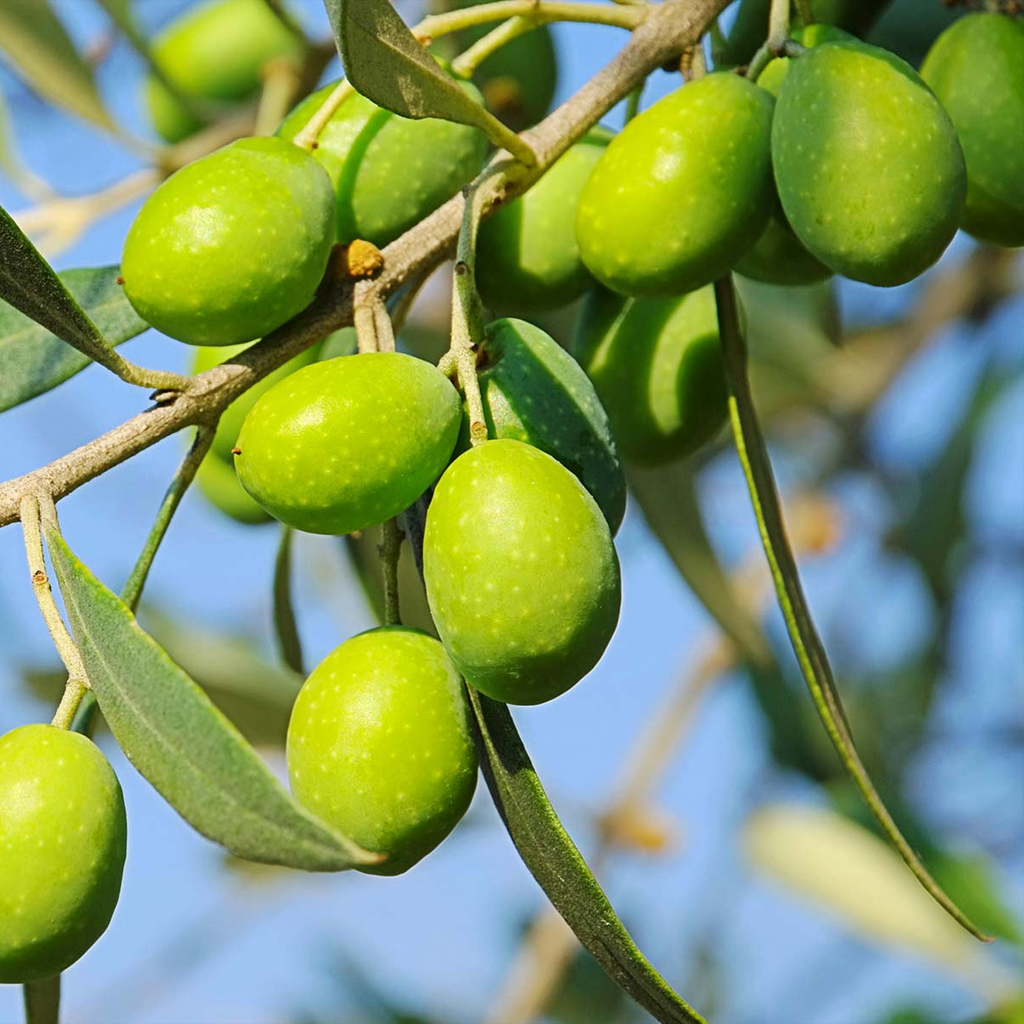 Palacio de los Olivos Aceite de oliva procedente de aceitunas sanas