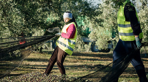 Harvesting olives at Picualia