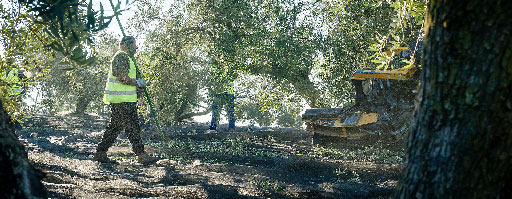 Picualia olive harvest