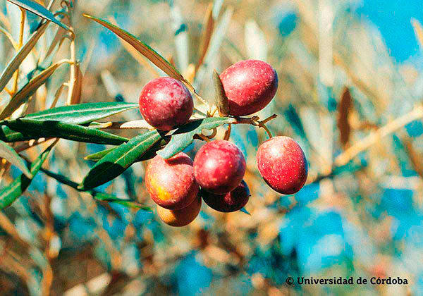 Verwendung über Hojiblanca-Olivenöl: Alles Aromen, Inhaltsstoffe,